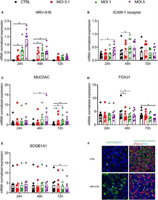 Tiotropium and Fluticasone Inhibit Rhinovirus-Induced Mucin Production via Multiple Mechanisms in Differentiated Airway Epithelial Cells